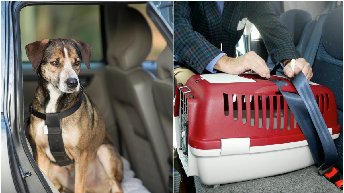 Allt för många missar att det finns lagar för hur ditt husdjur ska transporteras i bilen. 